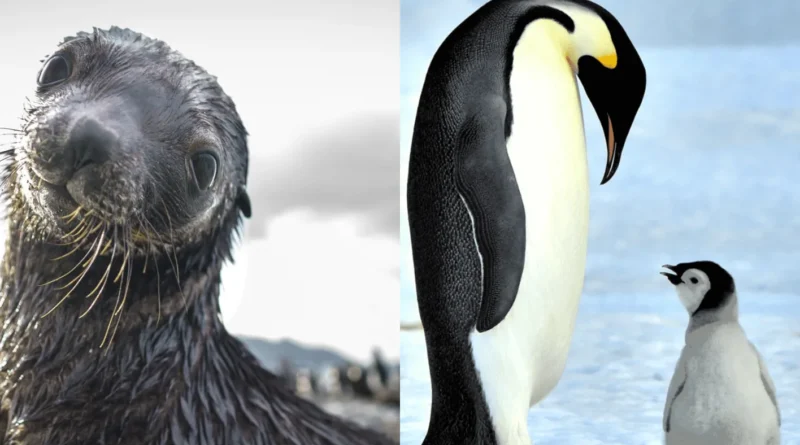 إنذار من القطب الجنوبي… البطريق الإمبراطوري وفقمة الفراء على حافّة الانقراض