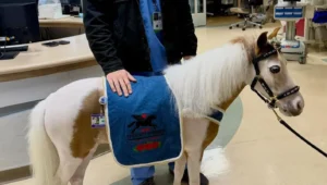 خيول تخطف المرض والقلق من عيون الأطفال (فيديو)