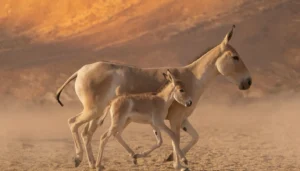 ولادة تهزم قرناً من الغياب… حكاية عودة الأوناغر إلى الجزيرة العربية