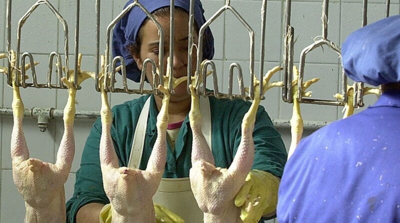 تضرر قطاع الدواجن في تونس مع ارتفاع درجات الحرارة.. والسلطات تقيّم الخسائر