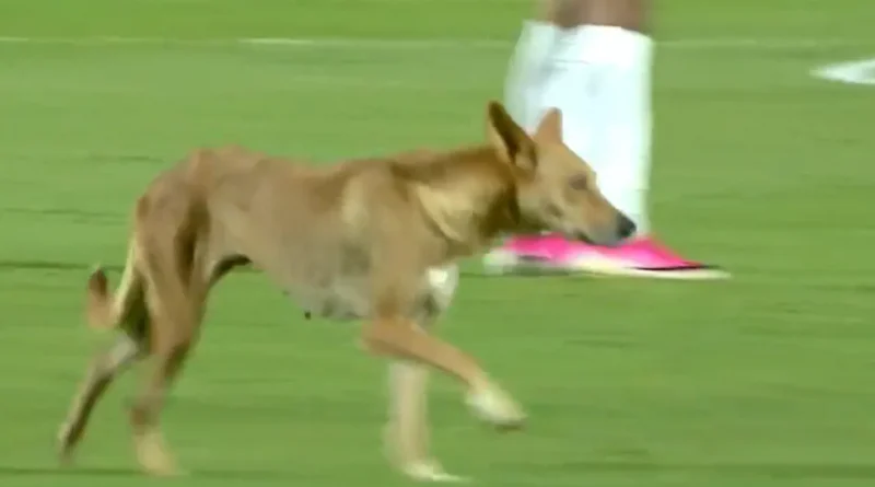 مشهد غير مألوف… كلب يقتحم الملعب ويوقف مباراة في الدوري المصري